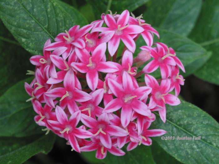 PinkFlower.jpg