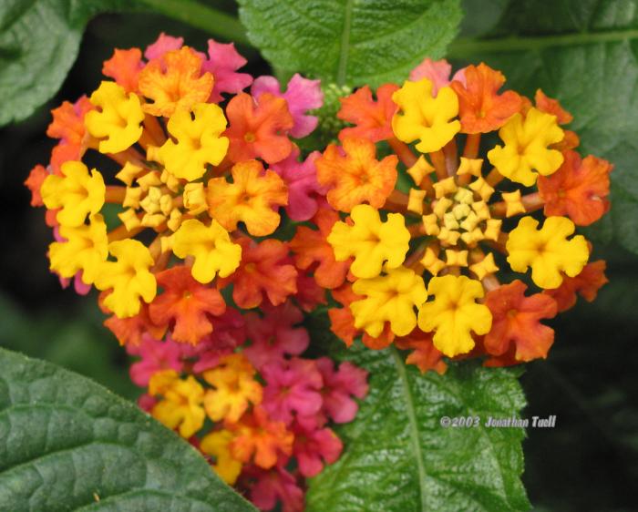 RainbowFlower.jpg