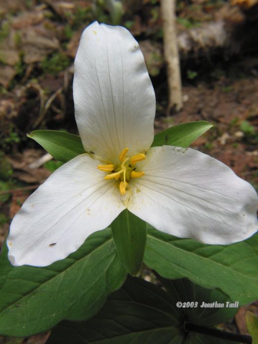 Trillium.jpg