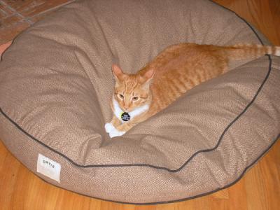 u13/themarmot/medium/42586460.pumpkin_nest.jpg