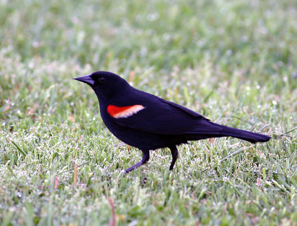 Red Wing Blackbird