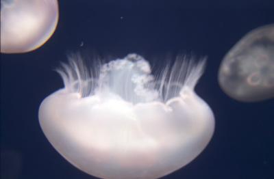0-33-Monterey Aquarium