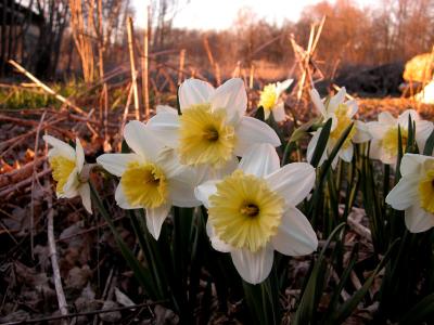 Daffodils4.jpg