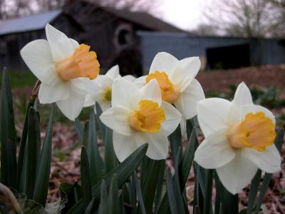 Daffodils5.jpg