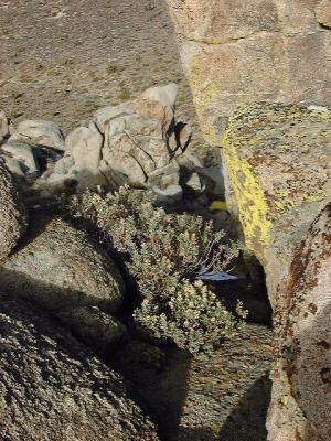 Sage and Lichen, Peak 6274'