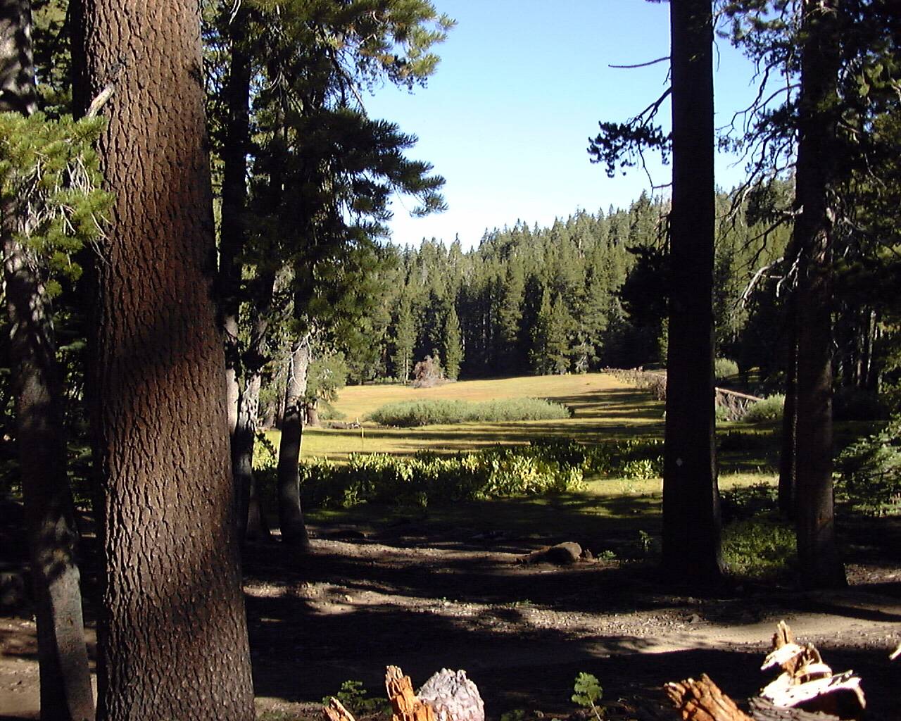 Mosquito Meadow