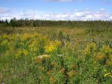 Lawrencetown Abandoned Railroad Trail.