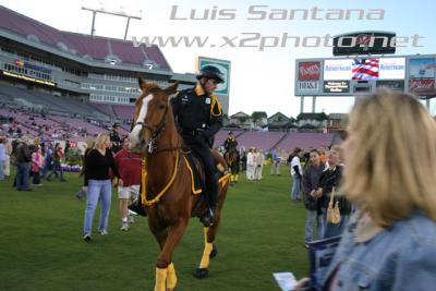 Tampa Police Mounted Unit