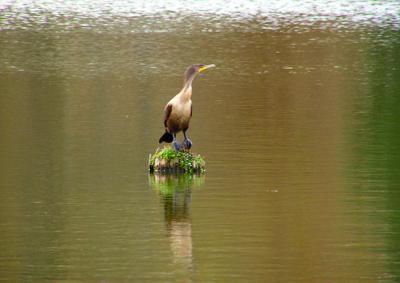 01-02-05 DC Cormorant.jpg
