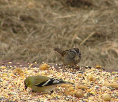 01-07-05 swamp sparrow2.jpg