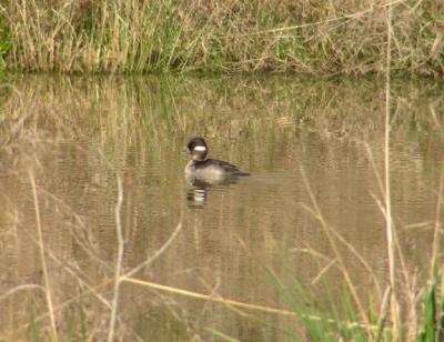 01-08-04 lifer bufflehead1.jpg