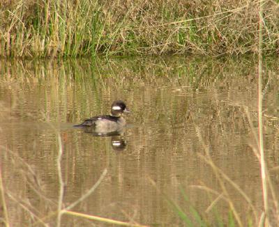 01-08-04 lifer bufflehead2.jpg