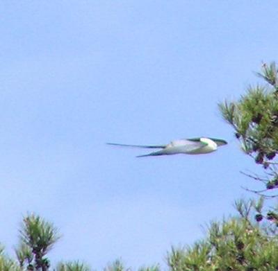 03-22-04 lifer swallow-tailed Kite.jpg