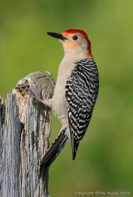 31509  Woodpecker
