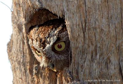 30924 - Eastern Screech Owl