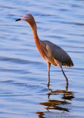 30947  Reddish Egret