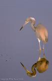 30448  Tricolor Heron