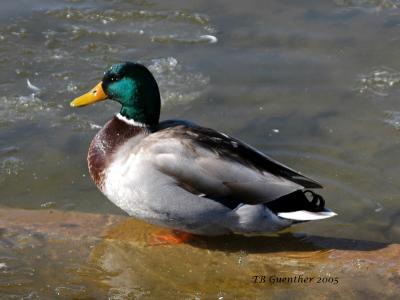 ducks 18