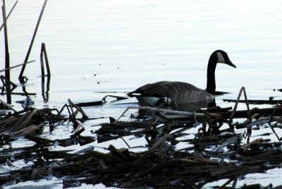 Canada Goose 13