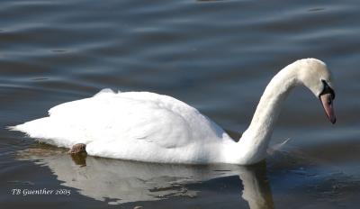 swan_port1.JPG