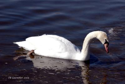 swan_port2.JPG