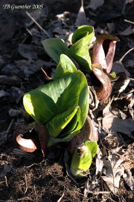 Skunk Cabbage 3