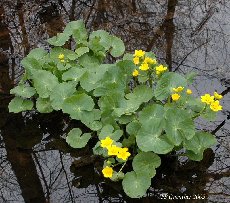Marsh Marigold 1