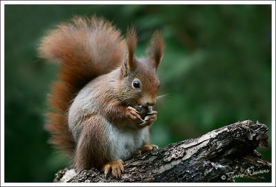 Suppertime Squirrels