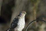 Female Sharp-Shinned Hawk 2005-01-09_41.jpg