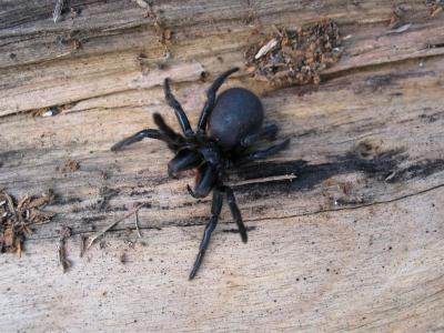 Funnel-web spider (2)