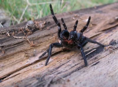 Funnel-web spider (3)