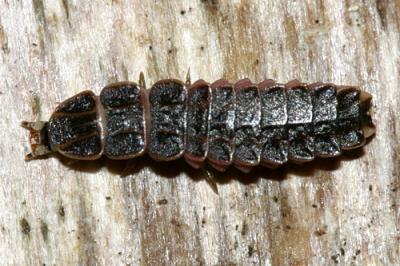 Net-Winged Beetle larvae
