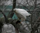 white Red-tailed Hawk with prey