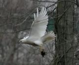 leucistic Red-tailed Hawk - Buteo jamaicensis
