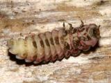 Net-Winged Beetle larva