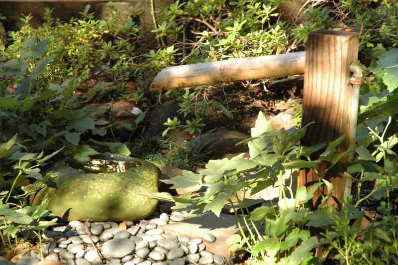 bayside garden in the morning
