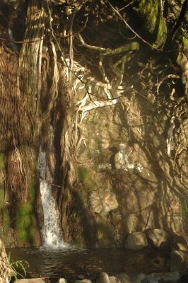 January morning walk to Buddha waterfall