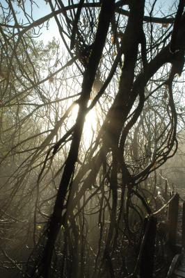 January morning walk to Buddha waterfall