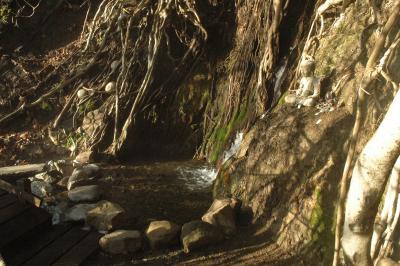 January morning walk to Buddha waterfall