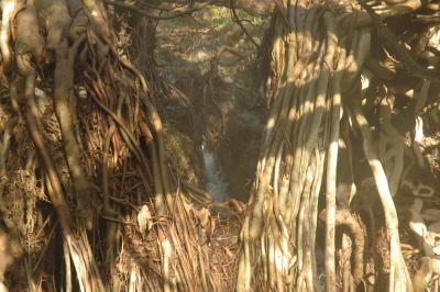 January morning walk to Buddha waterfall