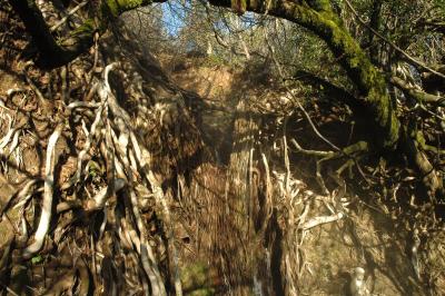 January morning walk to Buddha waterfall