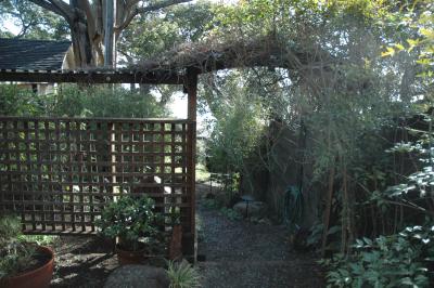 bayside garden in the morning