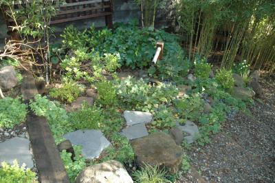 bayside garden in the morning