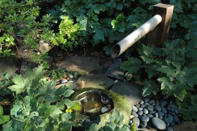 bayside garden in the morning