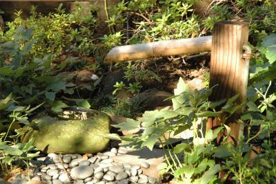 bayside garden in the morning