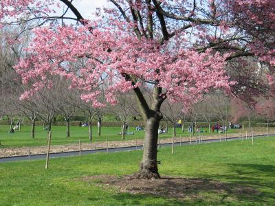 Cherry Blossoms, Brooklyn Botanic Garden