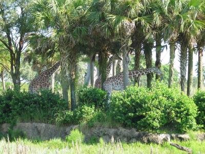 Giraffes, Animal Kingdom