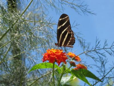 Epcot Flower and Garden Festival - Butterfly garden