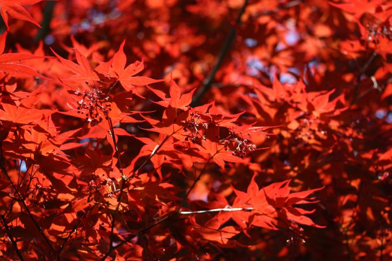 Japanese red maple, spring
