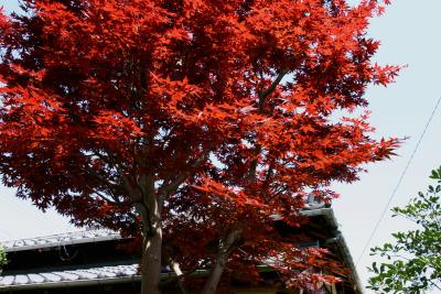 Japanese red maple, spring